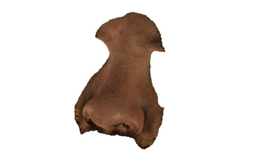 Scan of the nose with a colored texture